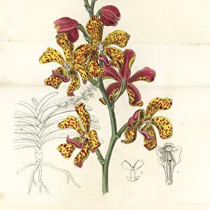 Vandopsis lissochiloides orchid