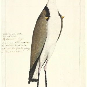 Vanellus miles, masked lapwing