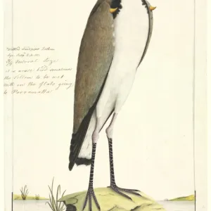 Vanellus miles, masked lapwing