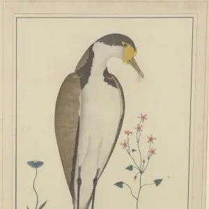 Vanellus miles, masked lapwing