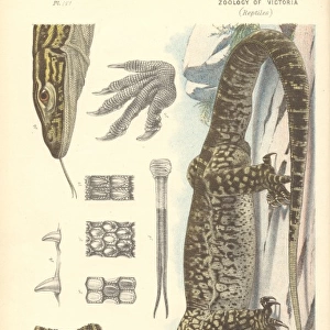 Varanus gouldii, Goulds monitor