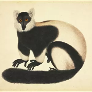 Varecia variegata, ruffed lemur