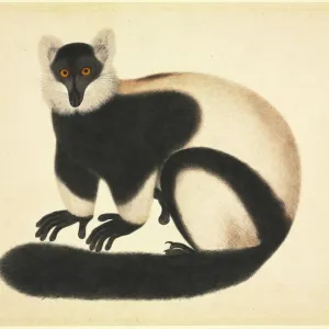 Varecia variegata, ruffed lemur