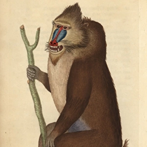Variegated baboon or mandrill, Mandrillus sphinx