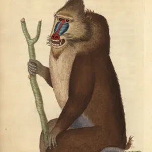 Variegated baboon or mandrill, Mandrillus sphinx