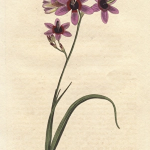 Variegated ixia with purple, scarlet and dingy