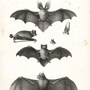 Varieties of bats