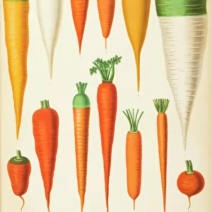 Varieties of carrot (daucus)