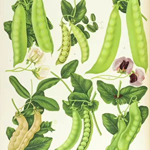 Varieties of edible-podded pea, or sugar pea