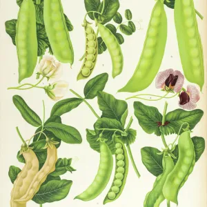 Varieties of edible-podded pea, or sugar pea