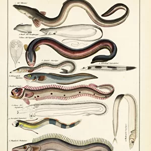 Varieties of eel