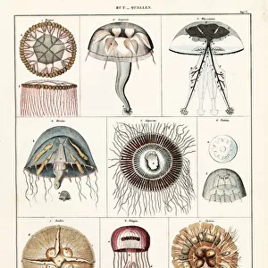 Varieties of jellyfish and medusae