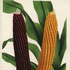Varieties of maize or corn, Zea mays (Zea mais)
