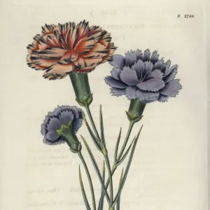 Varieties of picotees or fringed carnations