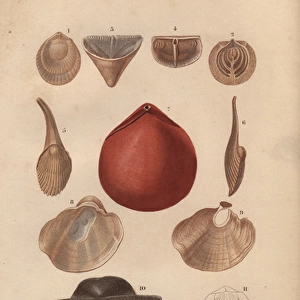 Variety of molluscs including terebratula