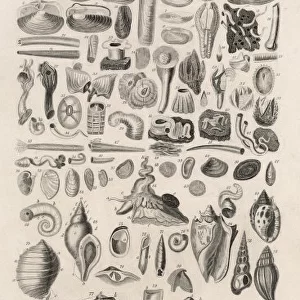 Variety of Sea Shells