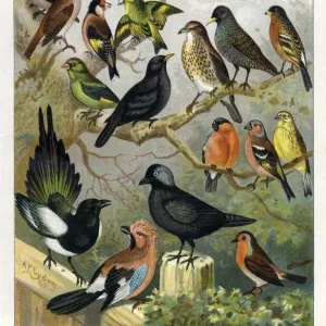 Various bird species