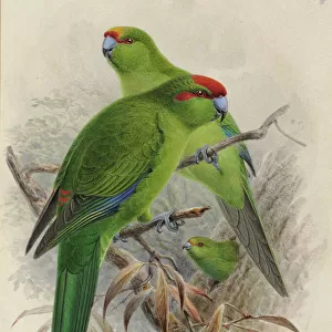 Various Cyanoramphus parakeets
