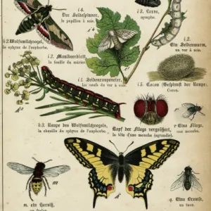 Various Insects