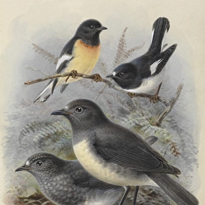 Various Petroica species of New Zealand