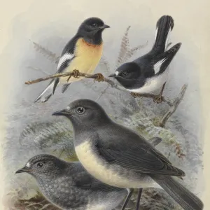 Various Petroica species of New Zealand