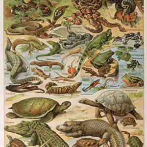 Various Reptiles / 1913
