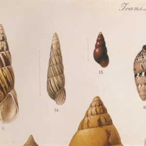 Various Shells