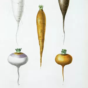 Vegetable roots
