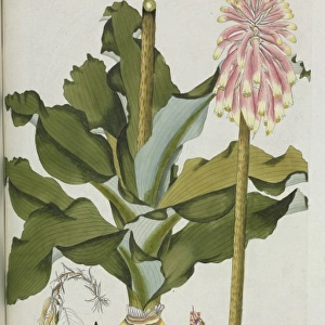 Veltheimia viridiflora, lily