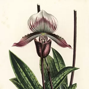 Venus slipper orchid, Paphiopedilum barbatum