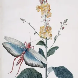 Verbascam ferrugineum & Tropidacris collaris Verbascam ferrugineum & Tropidacris collaris