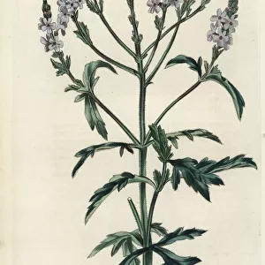 Verbena officinalis var. africana