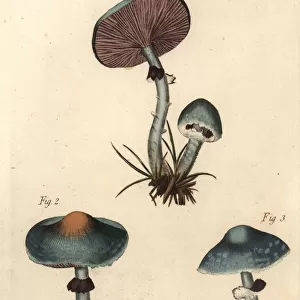 Verdigris mushroom or verdigris agaric, Stropharia