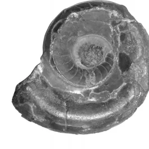 Vestinautilus cariniferous, nautiloid