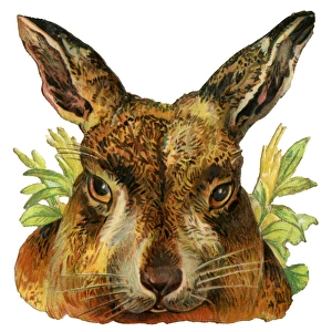 Victorian Scrap - Head of Hare