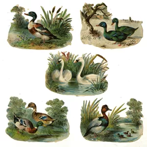 Victorian scraps, Ducks and Swans