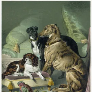 Animals Canvas Print Collection: Dogs