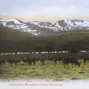 View of Cairngorm Mountains from Glenmore, Scotland