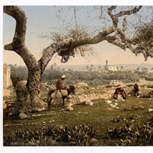 View from Southwest, Lydda, Holy Land, (i. e. Israel)