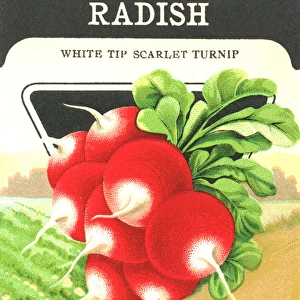 Vintage radish seed packet