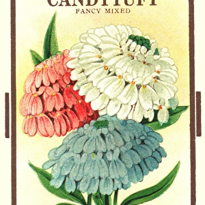 Vintage seed packet: Candytuft