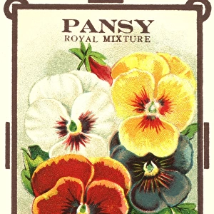 Vintage seed packet: Pansy