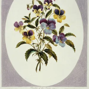 Viola tricolor, heartsease