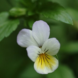 Viola tricolor, wild pansy