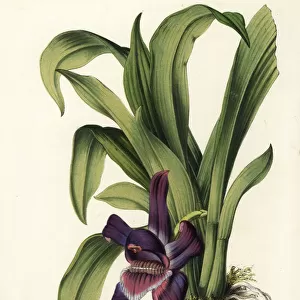 Violet pescatoria orchid, Pescatoria violacea