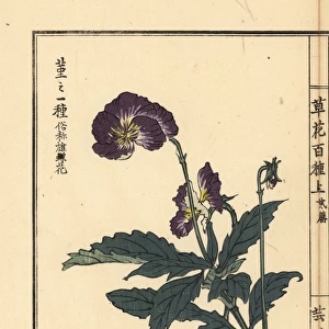 Violet, Viola species