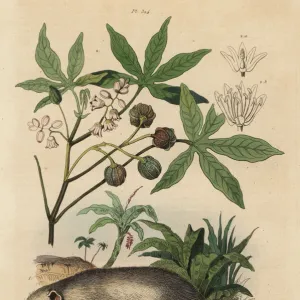 Virginia opossum and cassava