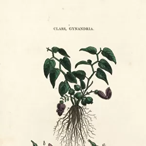 Virginia snakeroot, Aristolochia serpentaria