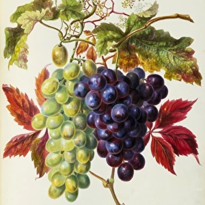 Vitis sp. vine grapes