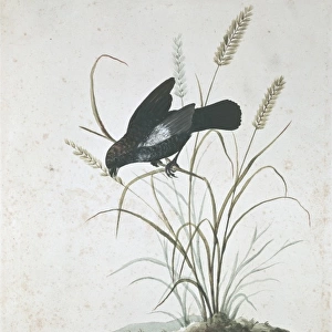 Volatinia jacarina, blue-black grassquit